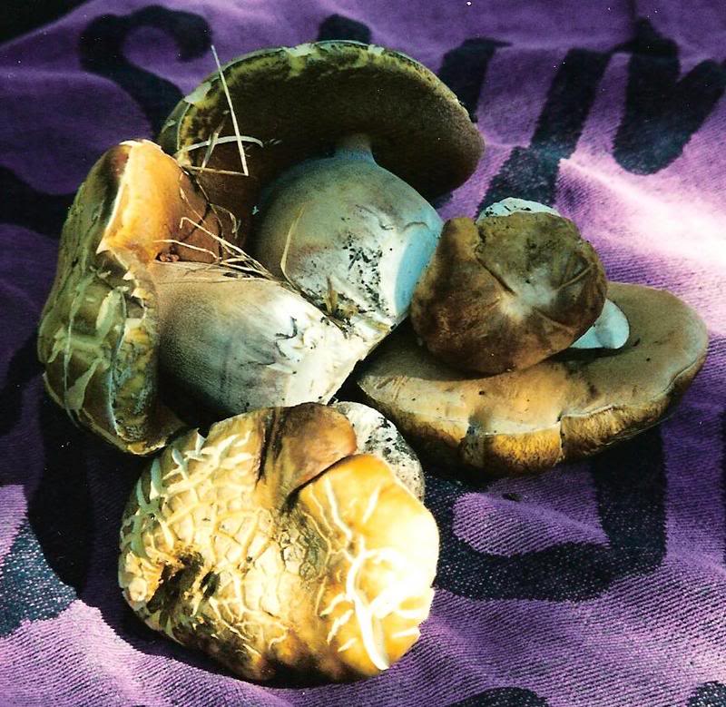 Photo Sharing and Video Hosting at Photobucket